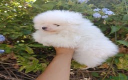 Pomerania perros en venta: Pomerania de Lulú - Imagen 3
