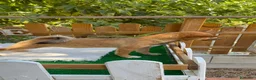Shiba Inu perros en venta: Shiba Inu Hembras Rojas 4 meses preciosas  - Anuncio 2