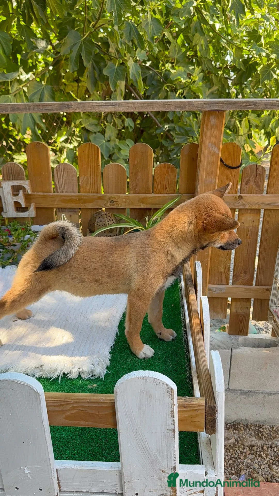 Shiba Inu perros en venta: Shiba Inu Hembras Rojas 4 meses preciosas  - Anuncio 2