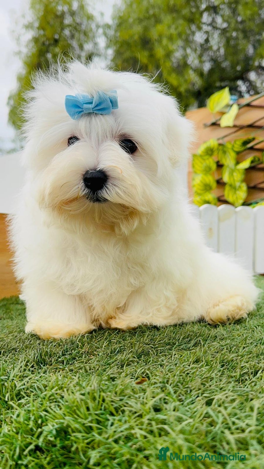 Bichón Maltés perros en venta: BICHON MALTES LINEA AMERICANA - Anuncio 9