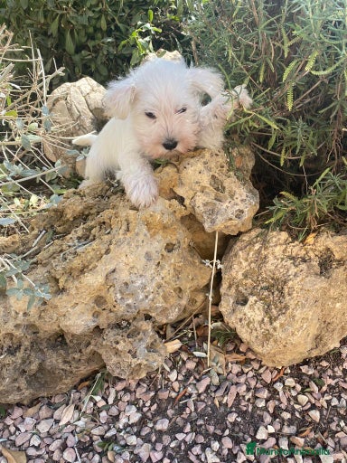 Imagen de galería {{count}}