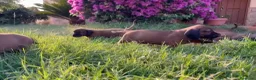Sabueso de Sangre de Baviera perros en venta: Camada sabuesos de Baviera  - Anuncio 3