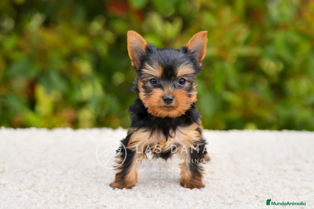 Yorkshire Terrier perros en venta: Yorkshire terrier - Anuncio 2