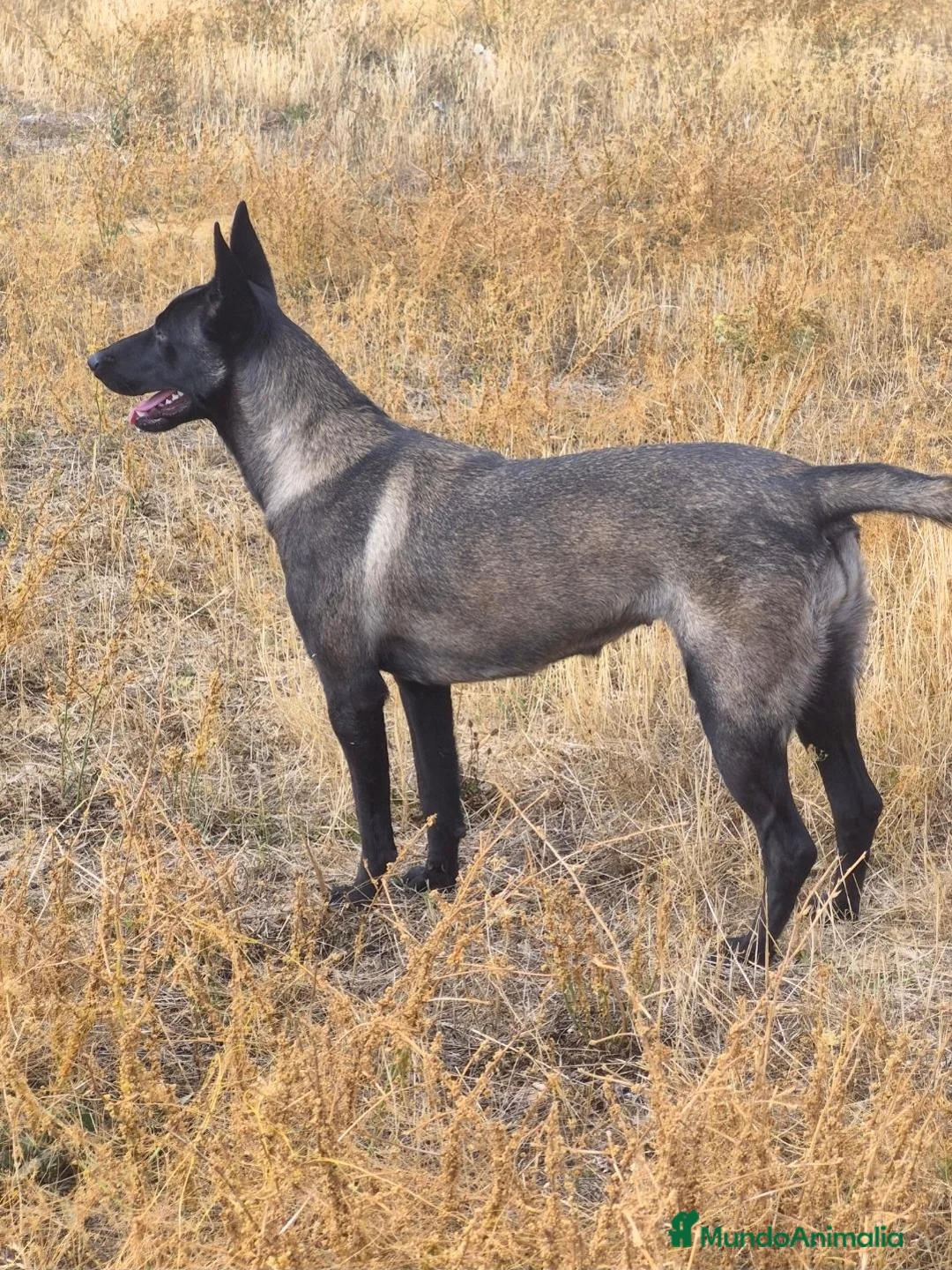 Pastor Belga Malinois perros en venta: Pastor belga Malinoa ADIESTRADA - Anuncio 2