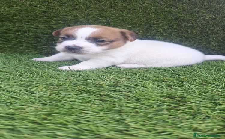 Jack Russell Terrier perros Jack Russell Preciosos Disponibles Bicolor  - Anuncio 1