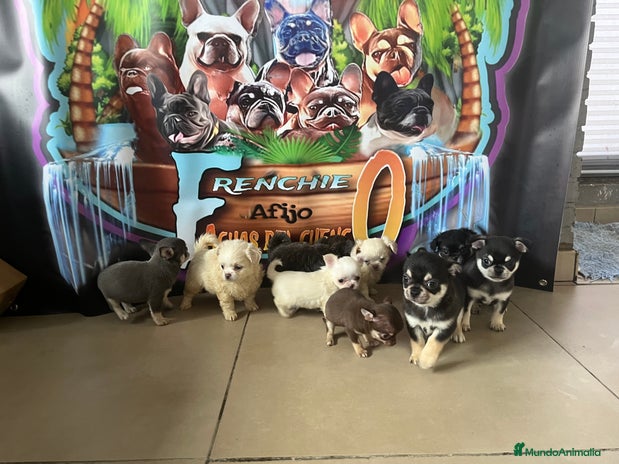 Chihuahua perros en Madrid - Anuncio 14