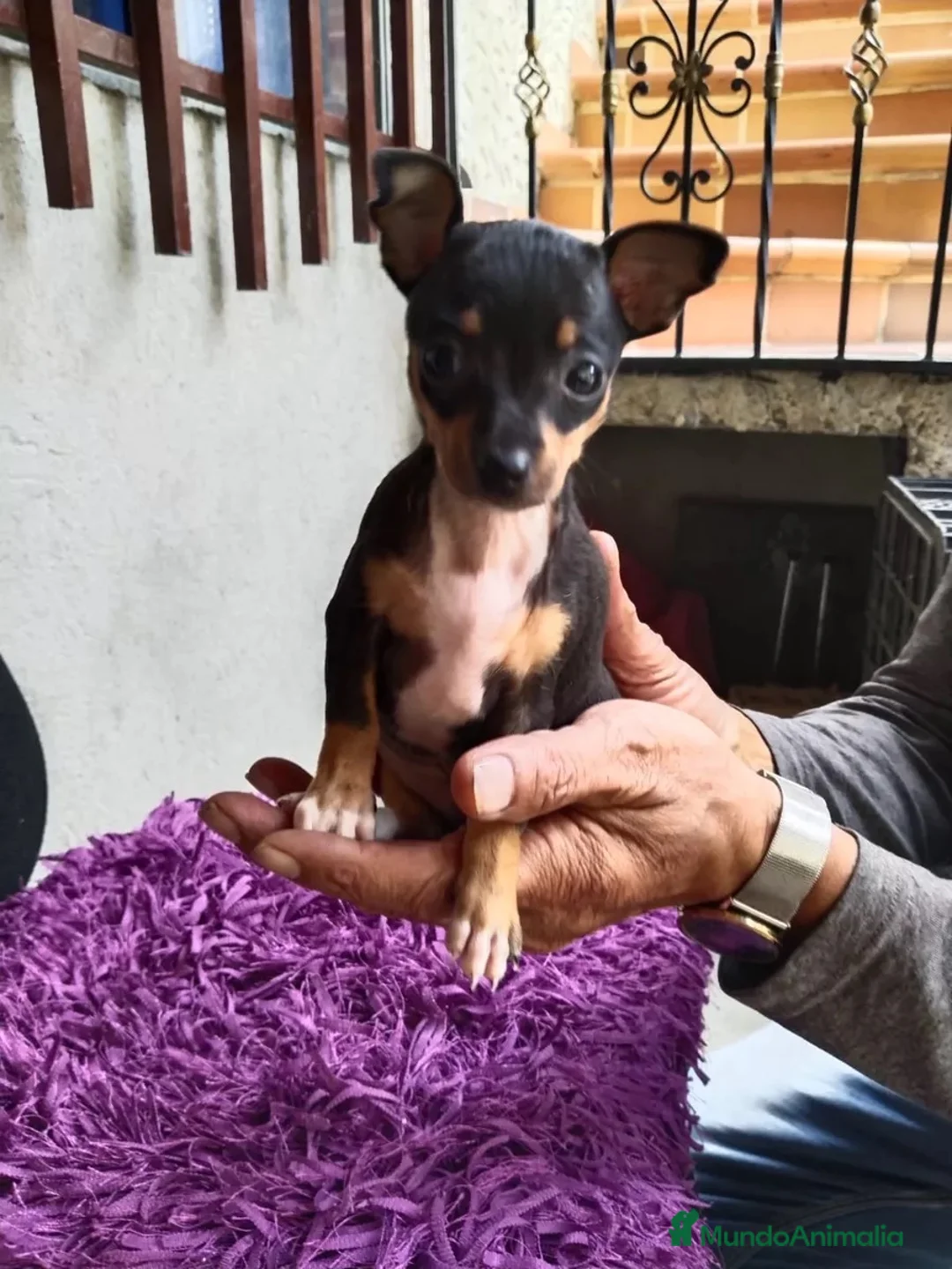 Pinscher Miniatura perros en venta: PINCHER MINIATURA - CACHORROS  - Anuncio 2