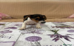 Jack Russell Terrier perros en venta: Jack Russell  - Imagen 5