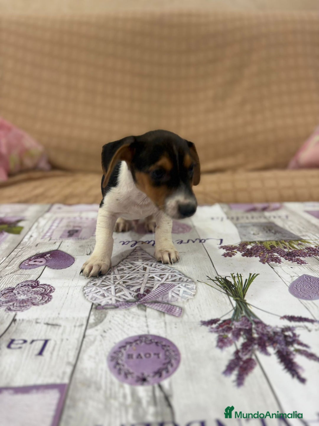 Jack Russell Terrier perros en venta: Jack Russell  - Imagen 5