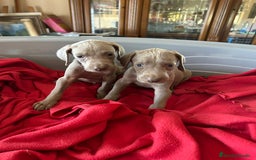 Weimaraner perros en venta: Braco de weimaner  - Imagen 3