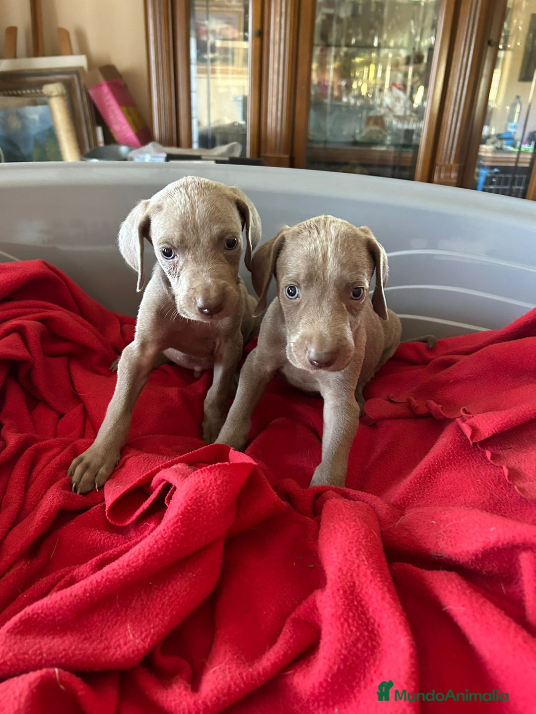 Weimaraner perros en venta: Braco de weimaner  - Imagen 3
