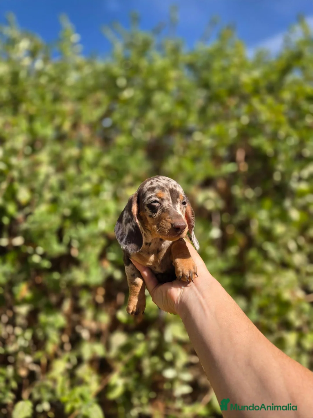 Teckel Miniatura perros en venta: TECKEL KANNINCHEN & MINIATURA - Anuncio 2
