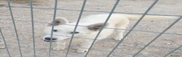 Husky Siberiano perros en venta: Husky siberiano blanca con pedigree - Anuncio 4