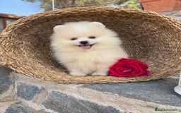 Pomerania perros en venta: Pomeranias disponibles hembra y macho  - Imagen 6