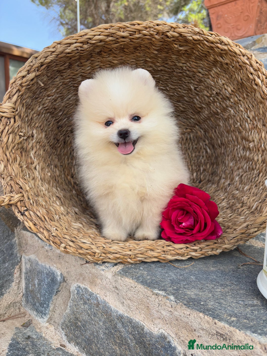 Pomerania perros en venta: Pomeranias disponibles hembra y macho  - Imagen 6