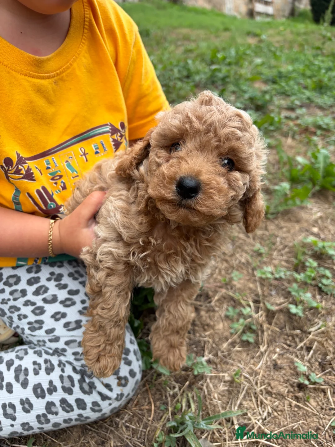 Caniche Toy perros en venta: Caniches apricot/canela - Anuncio 6