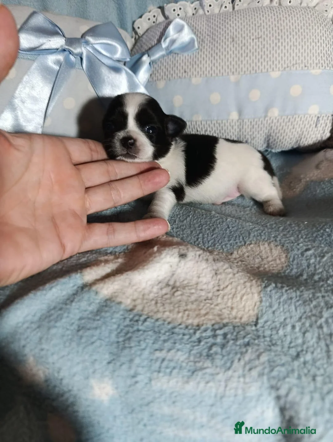 Chihuahua perros en venta: Chihuahua toy 💎 - Anuncio 7