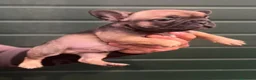 Bulldog Francés perros en venta: Cachorros de bulldog Francés  - Anuncio 16