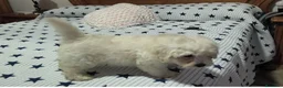 Maltipoo perros en venta: Maltipoo  - Anuncio 5