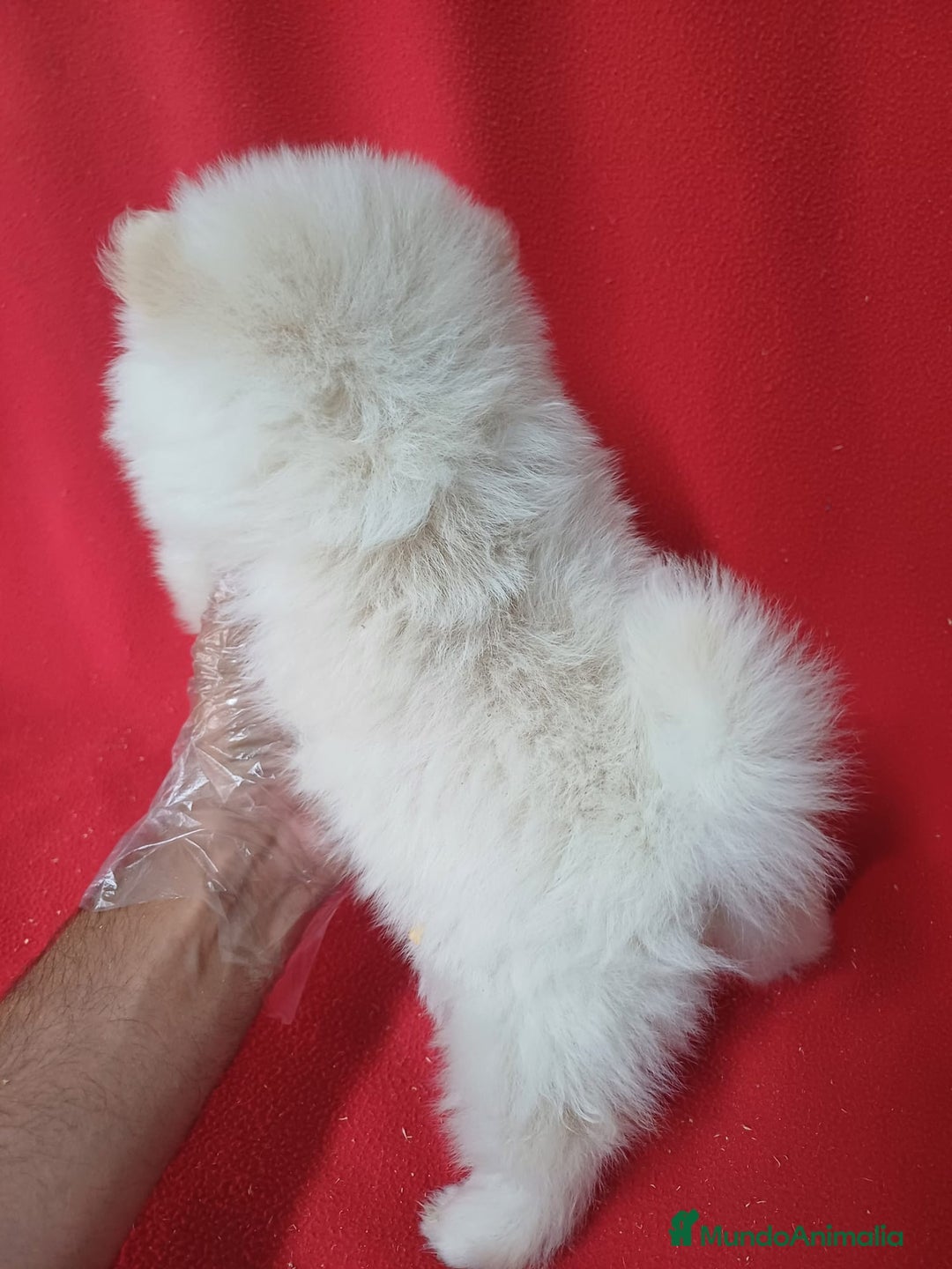Pomerania perros en venta: Pomerania Mini  - Imagen 3