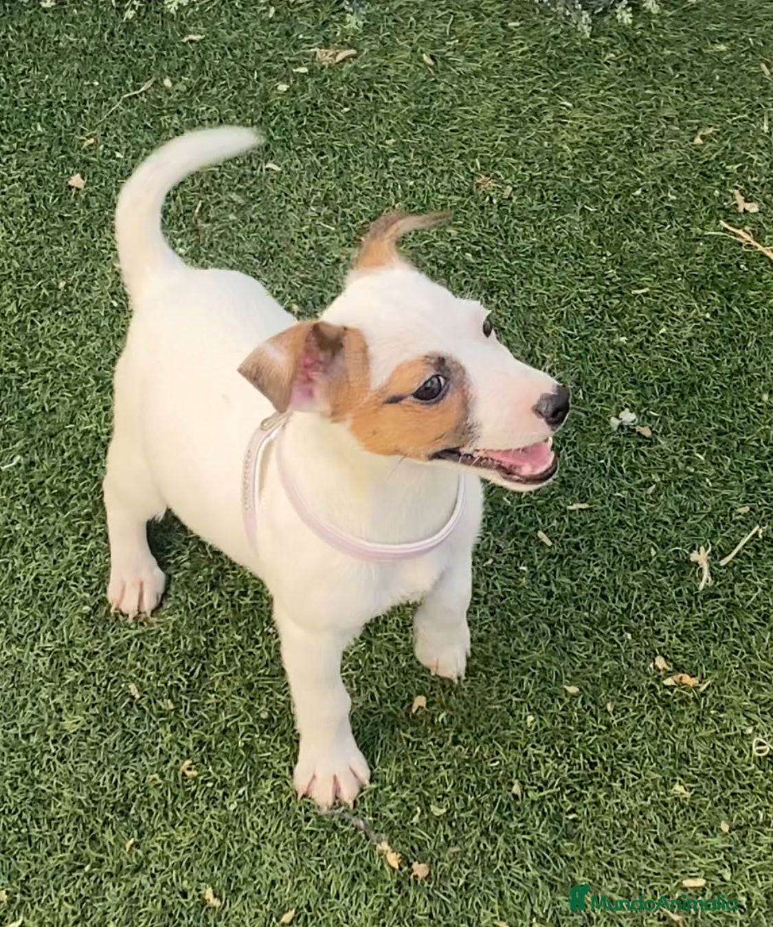 Jack Russell Terrier perros JACK RUSSELL, CRIADERO, CACHORROS - Anuncio 1