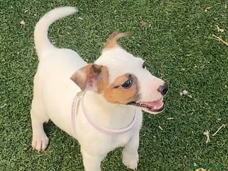 Jack Russell Terrier perros JACK RUSSELL, CRIADERO, CACHORROS - Anuncio 1