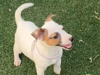 Jack Russell Terrier perros JACK RUSSELL, CRIADERO, CACHORROS - Anuncio 1