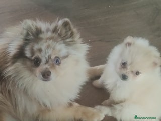 Pomerania perros en Málaga - Anuncio 15