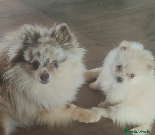 Pomerania perros en Málaga - Anuncio 19