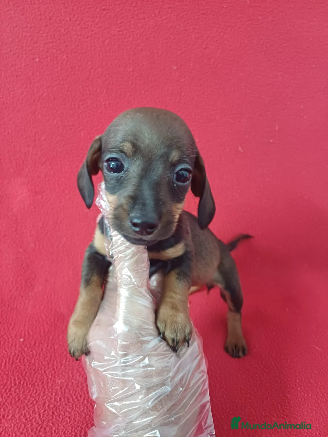 Teckel Miniatura perros en venta: Teckel Miniatura  - Anuncio 1