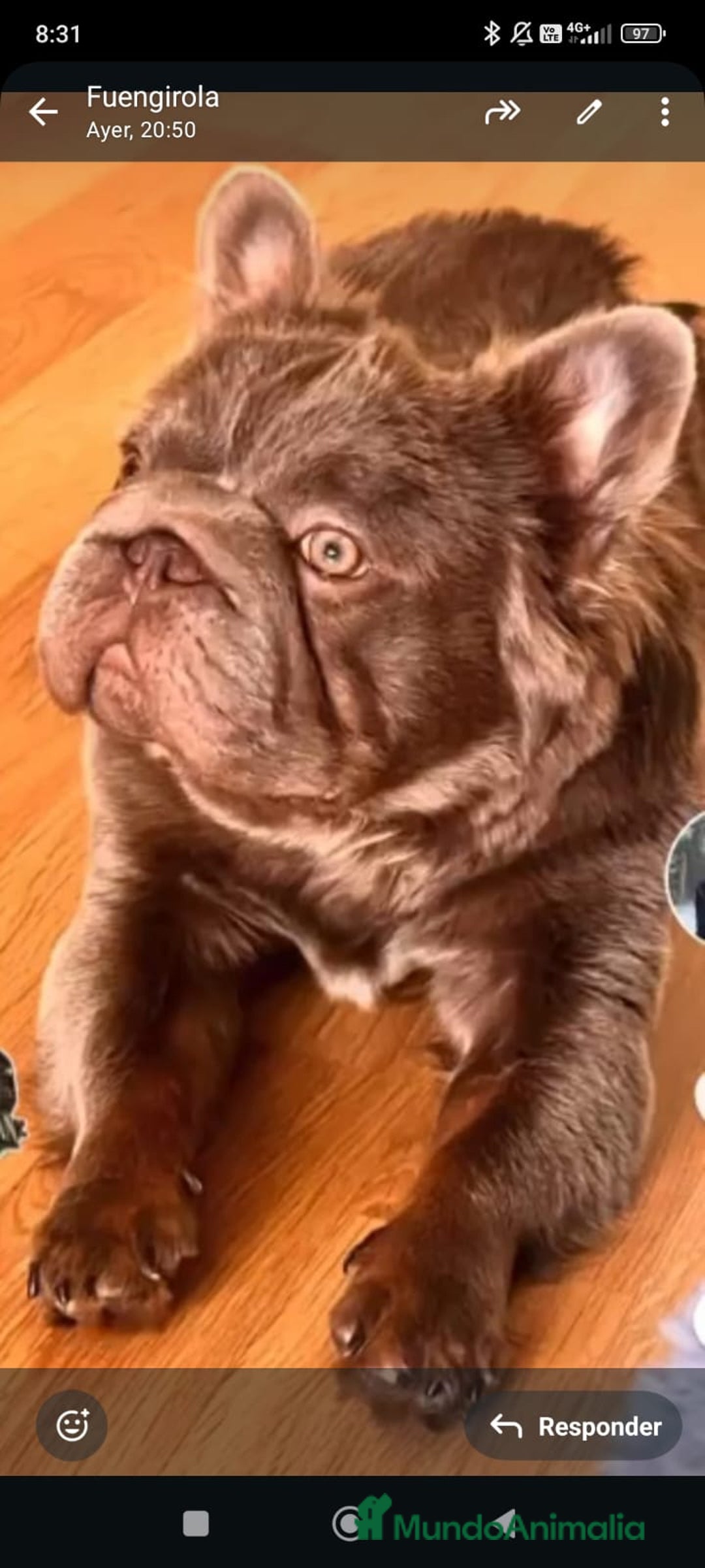 Bulldog Francés perros en venta: Bulldog Isabella Merle - Anuncio 4