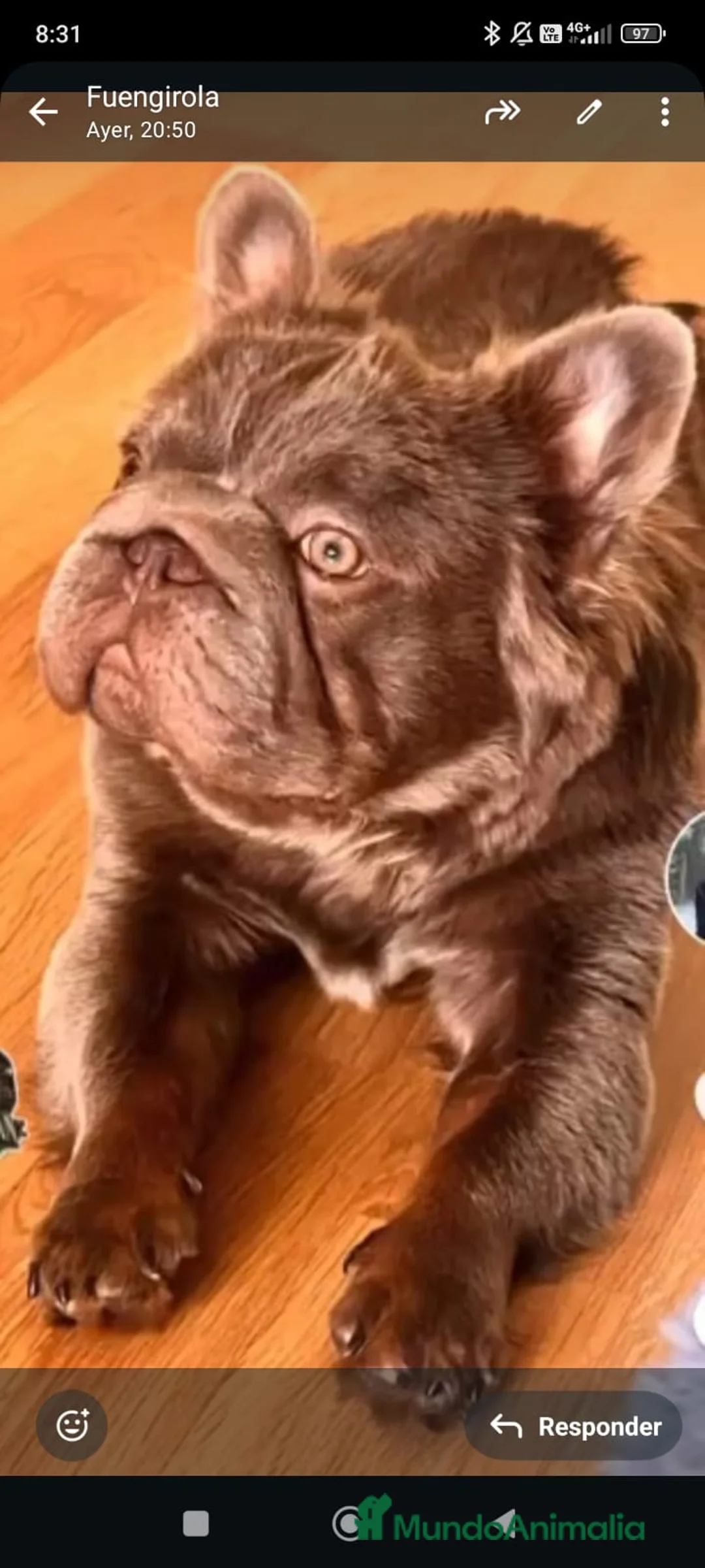 Bulldog Francés perros en venta: Bulldog Isabella Merle - Anuncio 3