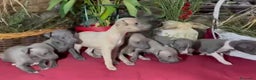Whippet perros en venta: Whippet blue y Verdino  - Anuncio 2