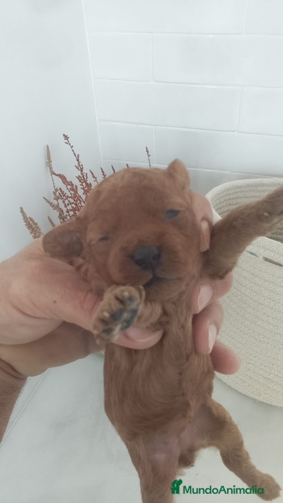 Raza Mixta perros Caniche mini machos  - Anuncio 12