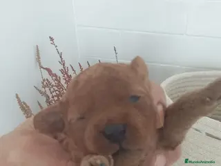 Raza Mixta perros Caniche mini machos - Anuncio 2