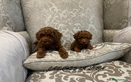 Caniche Toy perros en venta: caniche toy - Imagen 4