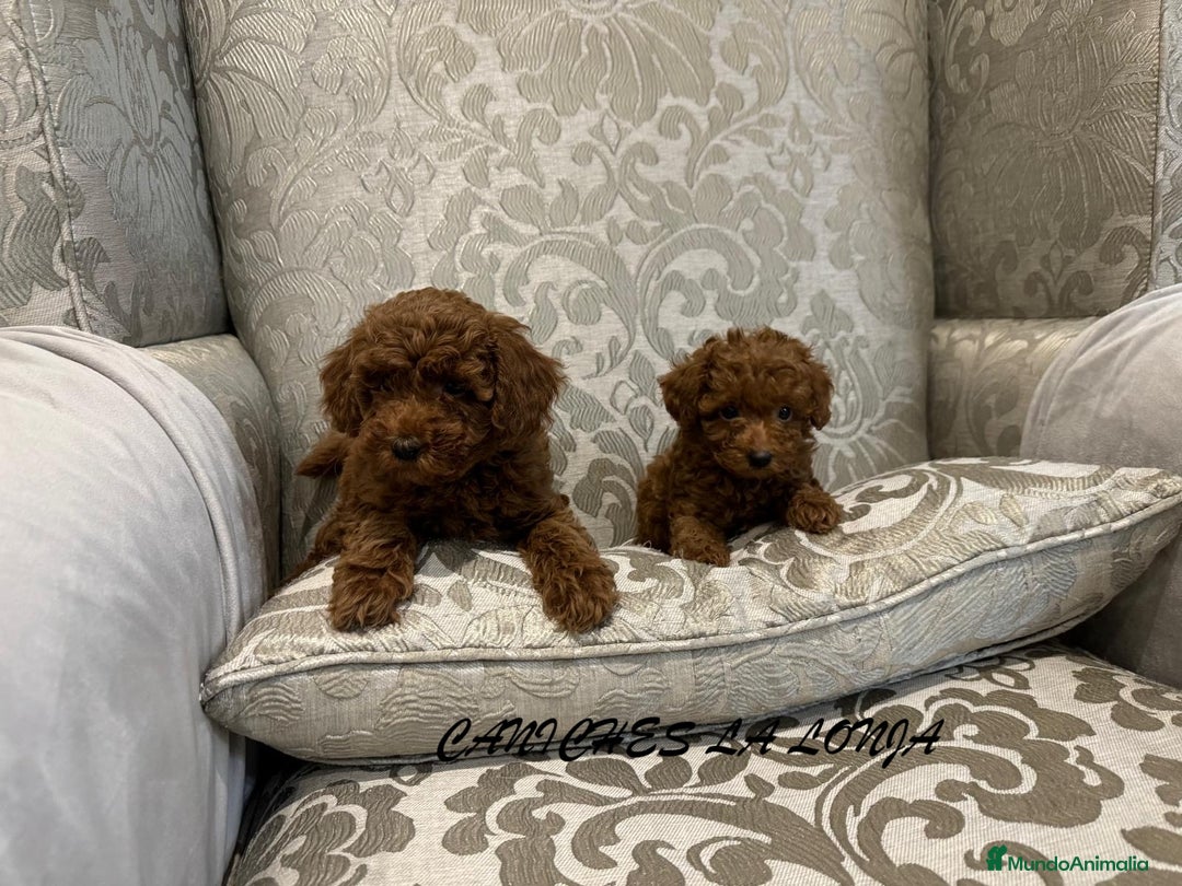Caniche Toy perros en venta: caniche toy - Imagen 4