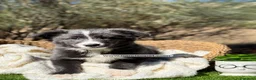 Border Collie perros en venta: BORDER COLLIE BLUE - Anuncio 7