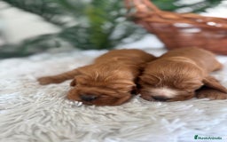 Cocker Spaniel Inglés perros en venta: COCKER SPANIEL INGLES - Anuncio 5