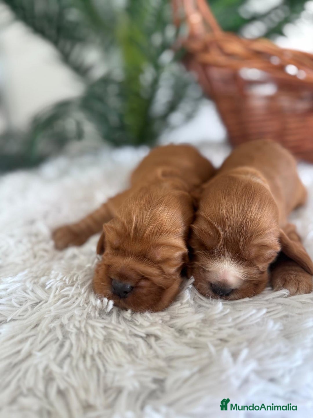 Cocker Spaniel Inglés perros en venta: COCKER SPANIEL INGLES - Anuncio 5