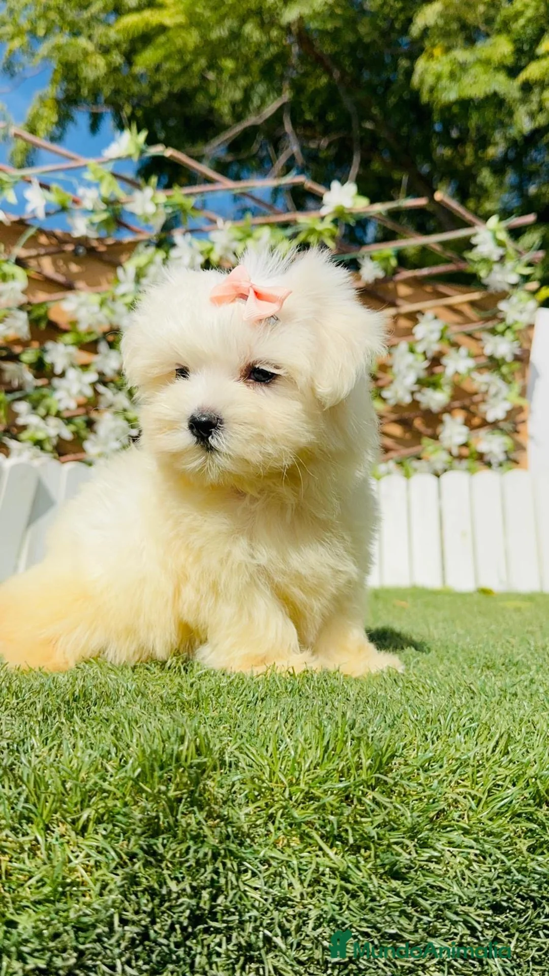 Bichón Maltés perros en venta: BICHON MALTES - HEMBRA - Anuncio 1