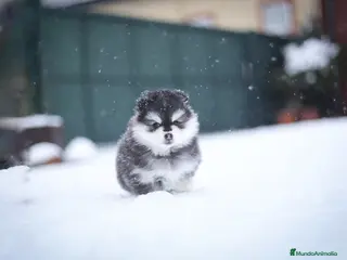 Pomsky perros Pomsky F5 - Anuncio 3