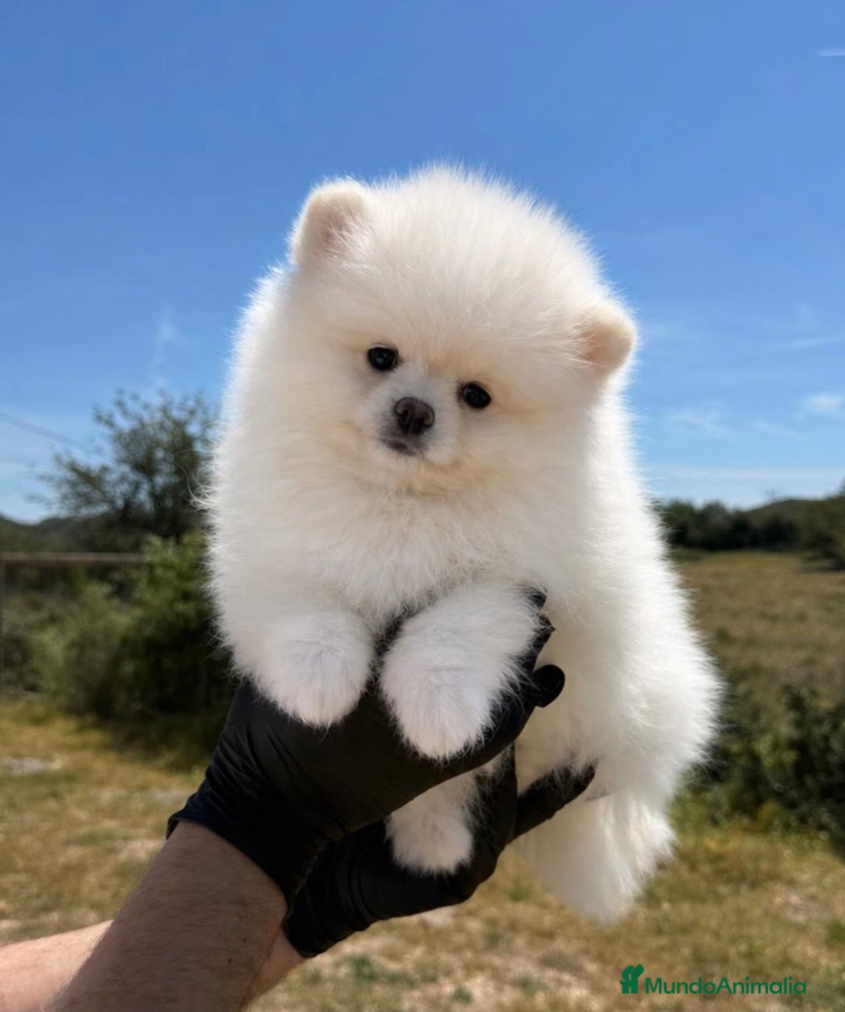 Pomerania perros 💖 POMERANIA LINEA RUSA 💖 - Anuncio 1