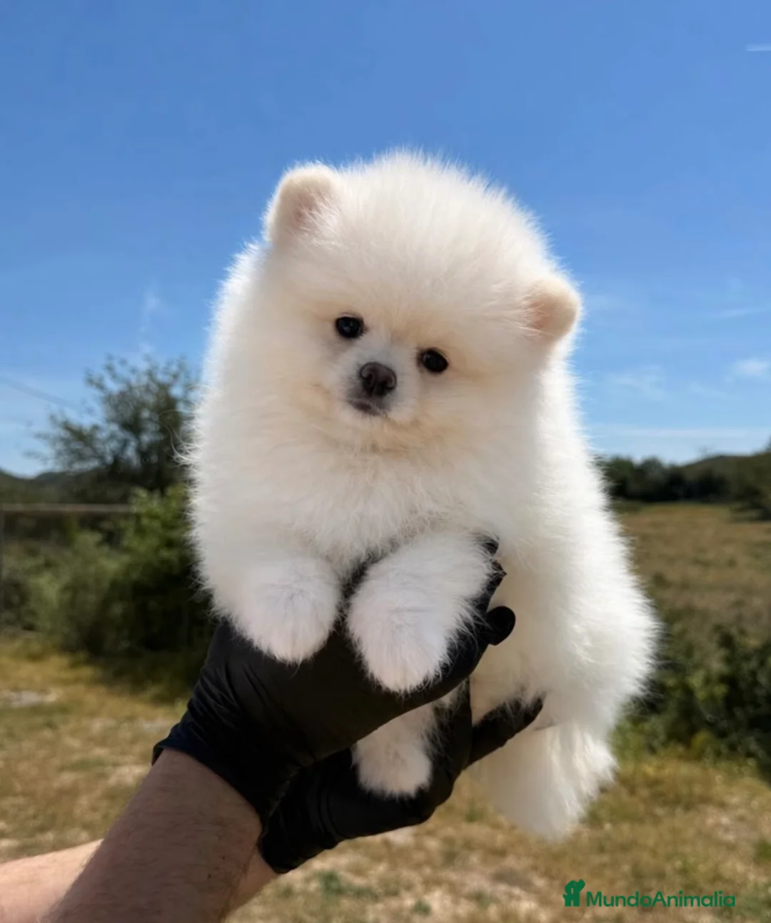 Pomerania perros en venta: 💖 POMERANIA LINEA RUSA 💖 - Anuncio 1
