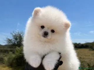 Pomerania perros 💖 POMERANIA LINEA RUSA 💖 - Anuncio 1