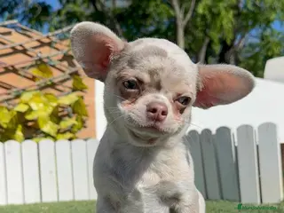 Chihuahua perros CHIHUAHUA MERLE - Anuncio 29