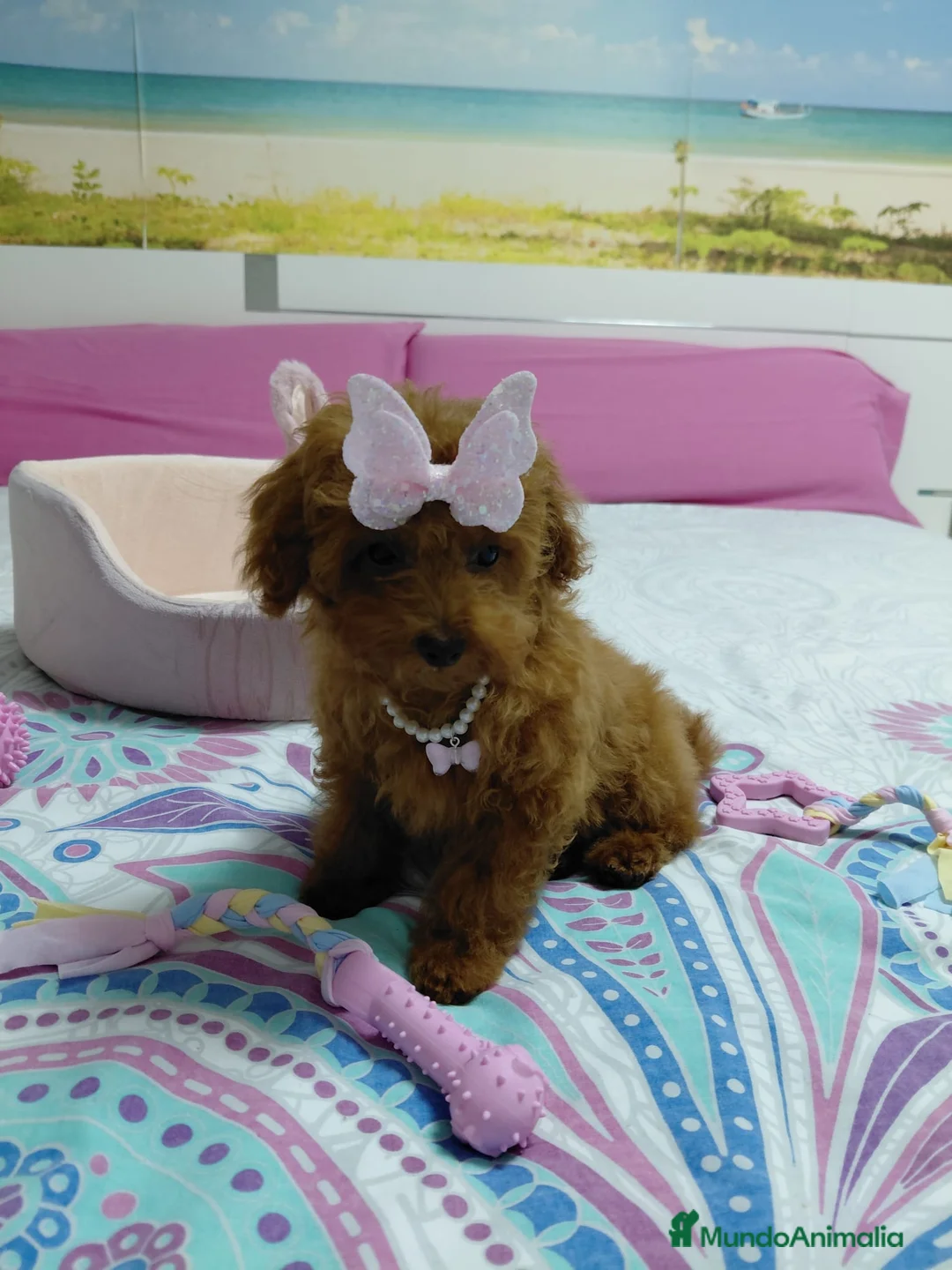 Caniche Toy perros en venta: Caniche hembra toy roja  - Anuncio 2