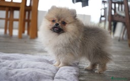 Pomerania perros en venta: 🔥 Sparky – Pomerania Mini Toy rojo 🐾 - Imagen 8