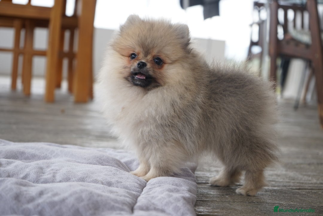 Pomerania perros en venta: 🔥 Sparky – Pomerania Mini Toy rojo 🐾 - Imagen 8