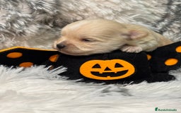 Maltipoo perros en venta: Maltipoo Machos  - Imagen 4